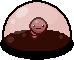 Blastocyst